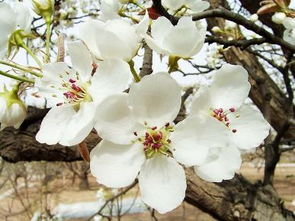 梨花的特点是什么