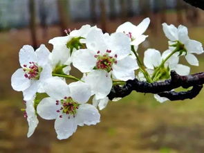 义乌春季最全赏花地图 梅花 樱花 海棠 玉兰 梨花